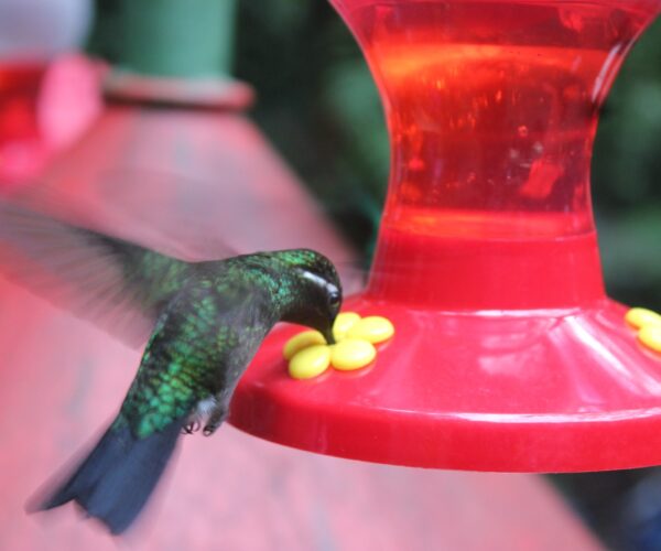 Hummingbirds galore