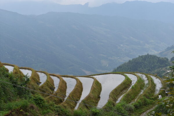 Longji Rice Terraces