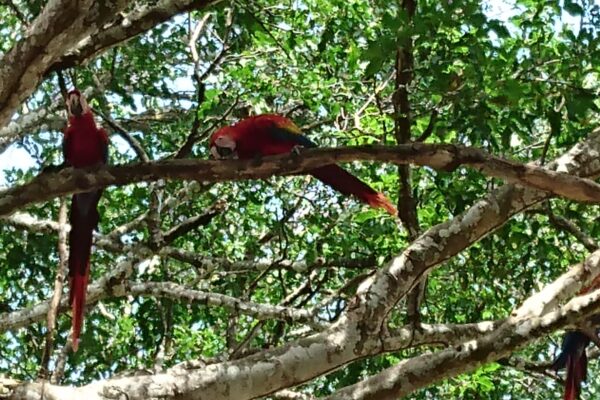 Macaws galore