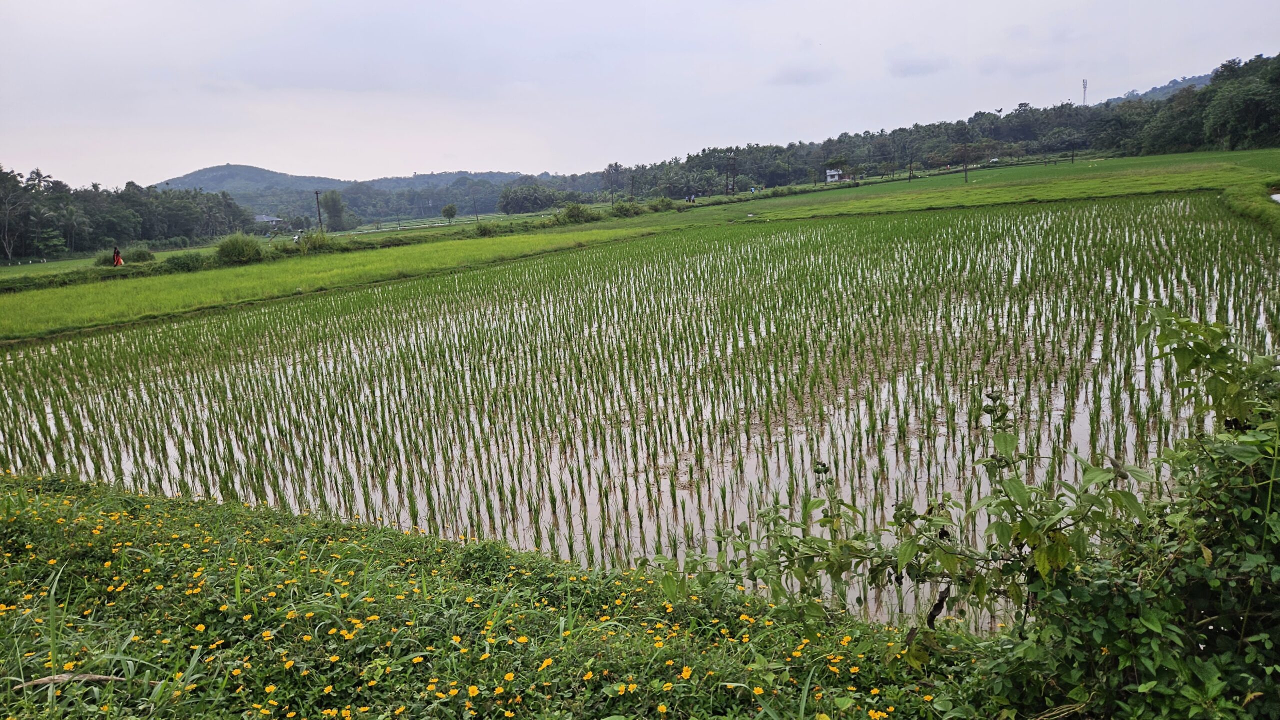 Paddy fields on walks