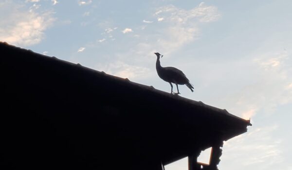 Peacocks on premises Peacocks on premises